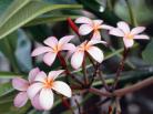 Frangipani Flowers - ���������: blaga