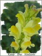 Yello flower - ���������: Angelique